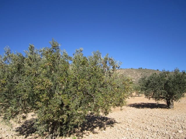 Grond te koop in Yecla - € 24.000 (Ref: 8952511)