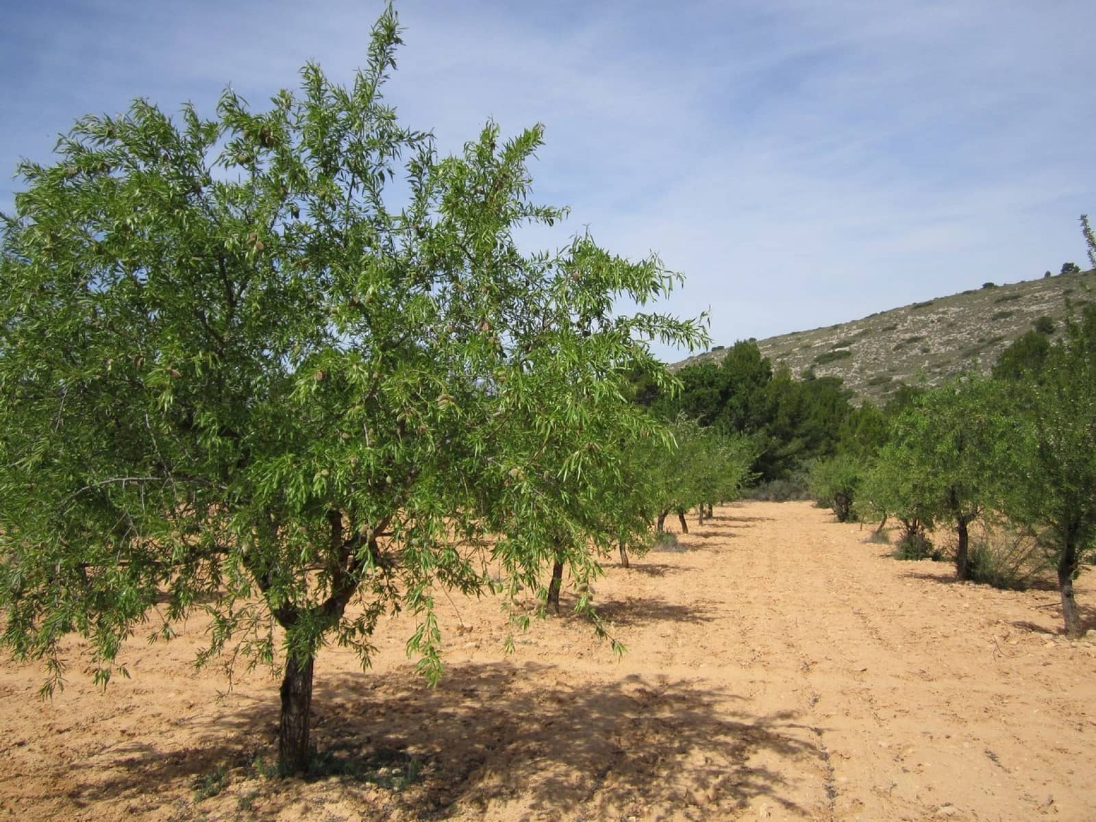 Mark till salu i Yecla - 14 000 € (Ref: 8952512)