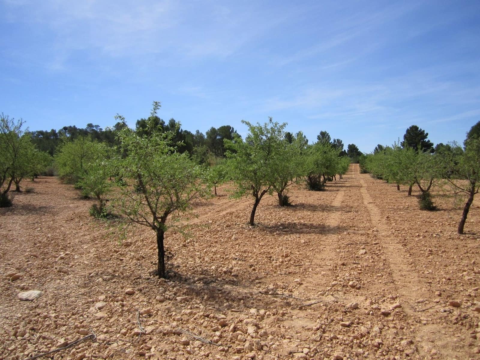 Mark till salu i Yecla - 14 000 € (Ref: 8952512)