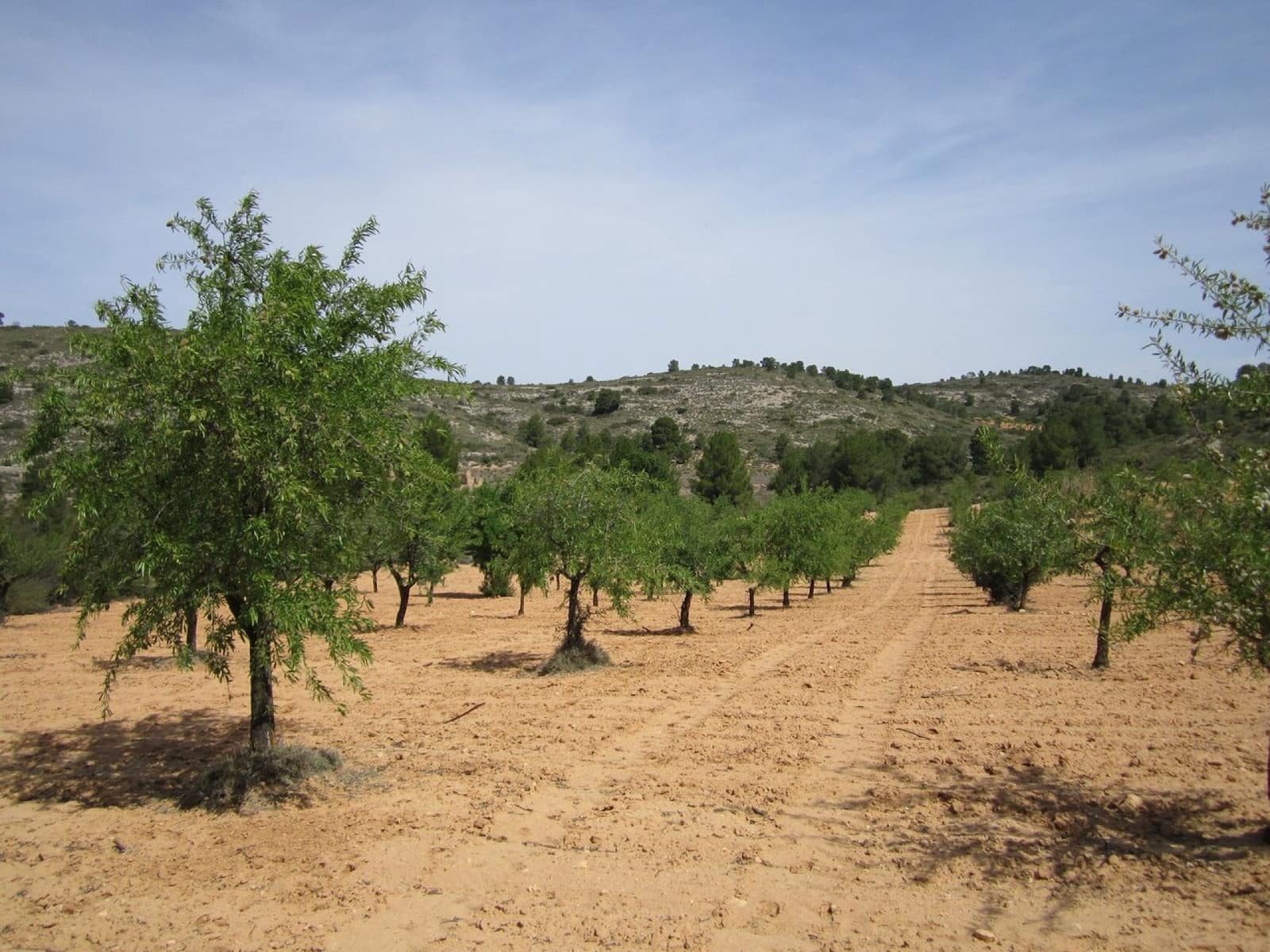 Mark till salu i Yecla - 14 000 € (Ref: 8952512)