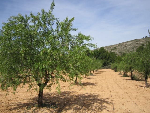 Mark till salu i Yecla - 14 000 € (Ref: 8952512)