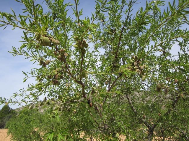 Mark till salu i Yecla - 14 000 € (Ref: 8952512)