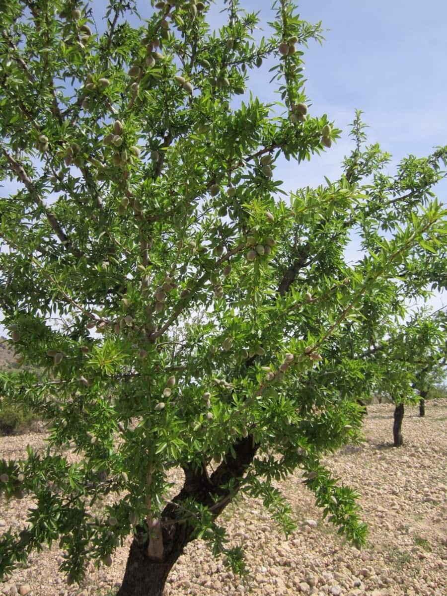 Ubebygd land til salgs i Yecla - € 15 000 (Ref: 8952514)