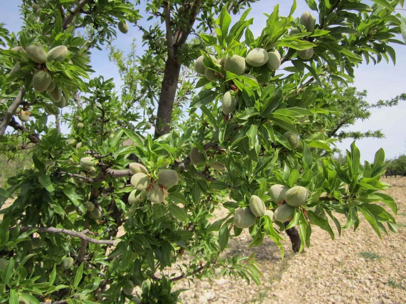 Ubebygd land til salgs i Yecla - € 15 000 (Ref: 8952514)