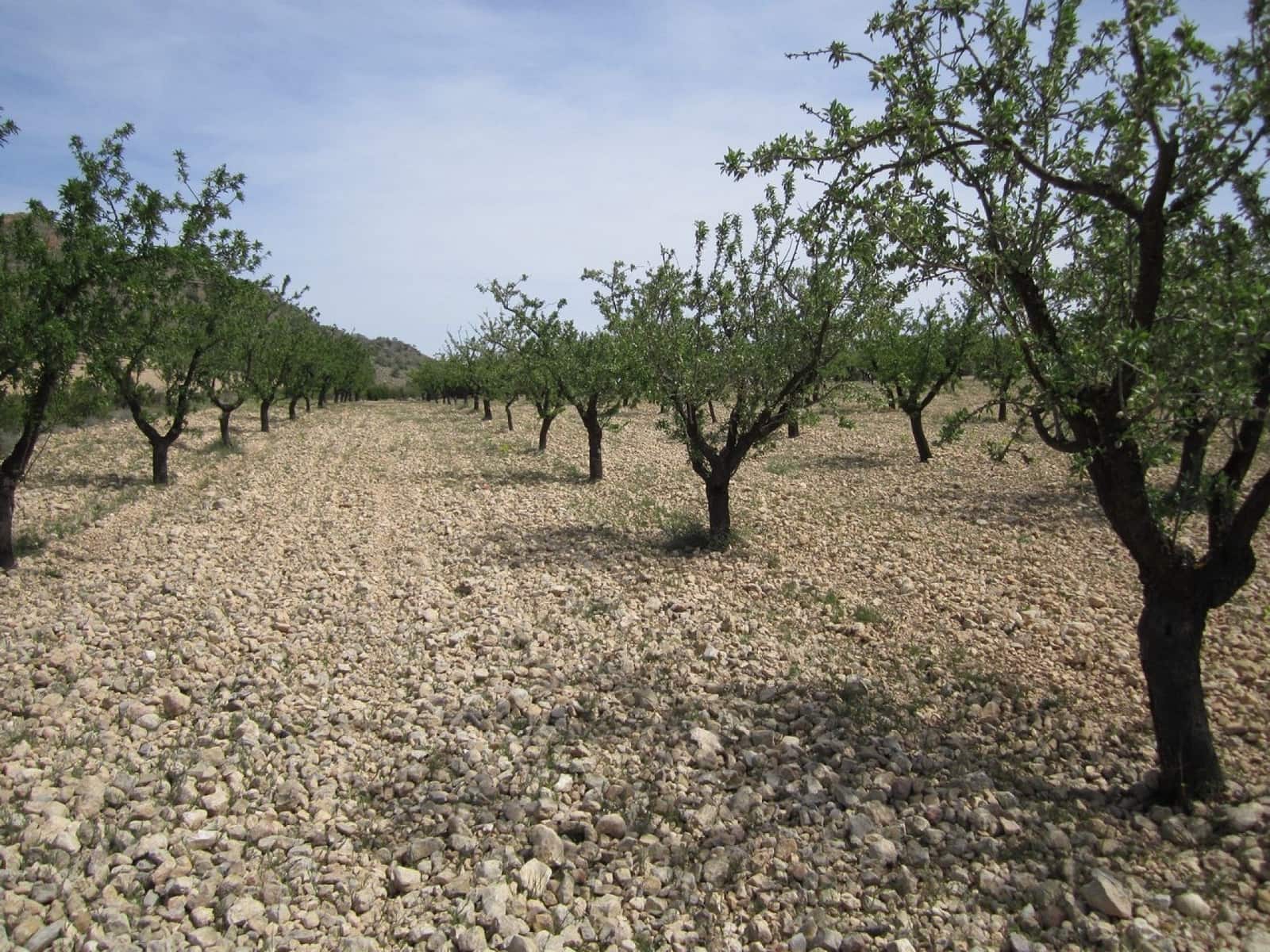 Ubebygd land til salgs i Yecla - € 15 000 (Ref: 8952514)