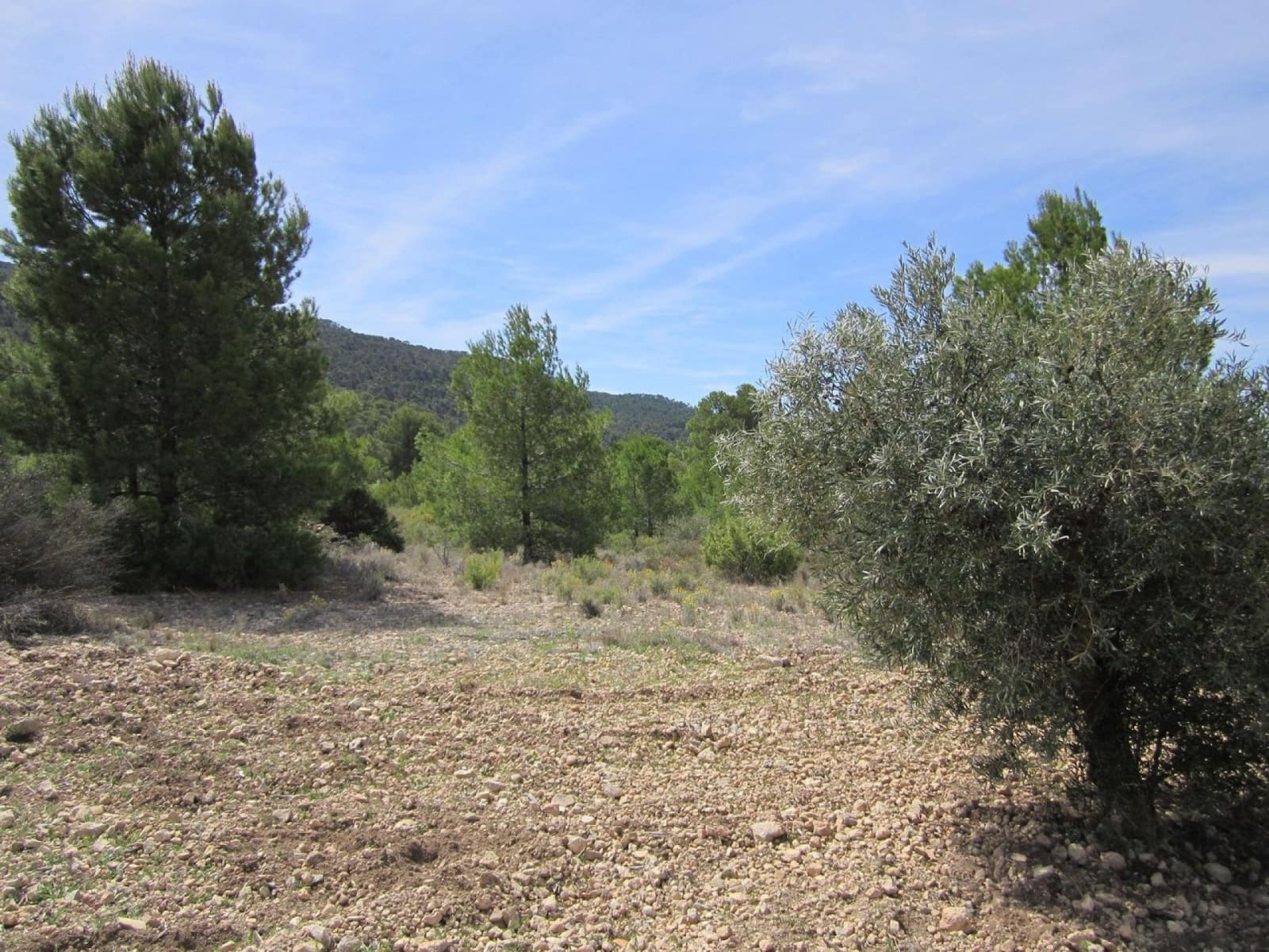 Ubebygd land til salgs i Yecla - € 15 000 (Ref: 8952514)
