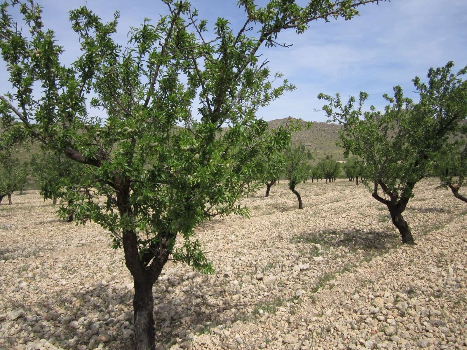 Ubebygd land til salgs i Yecla - € 15 000 (Ref: 8952514)