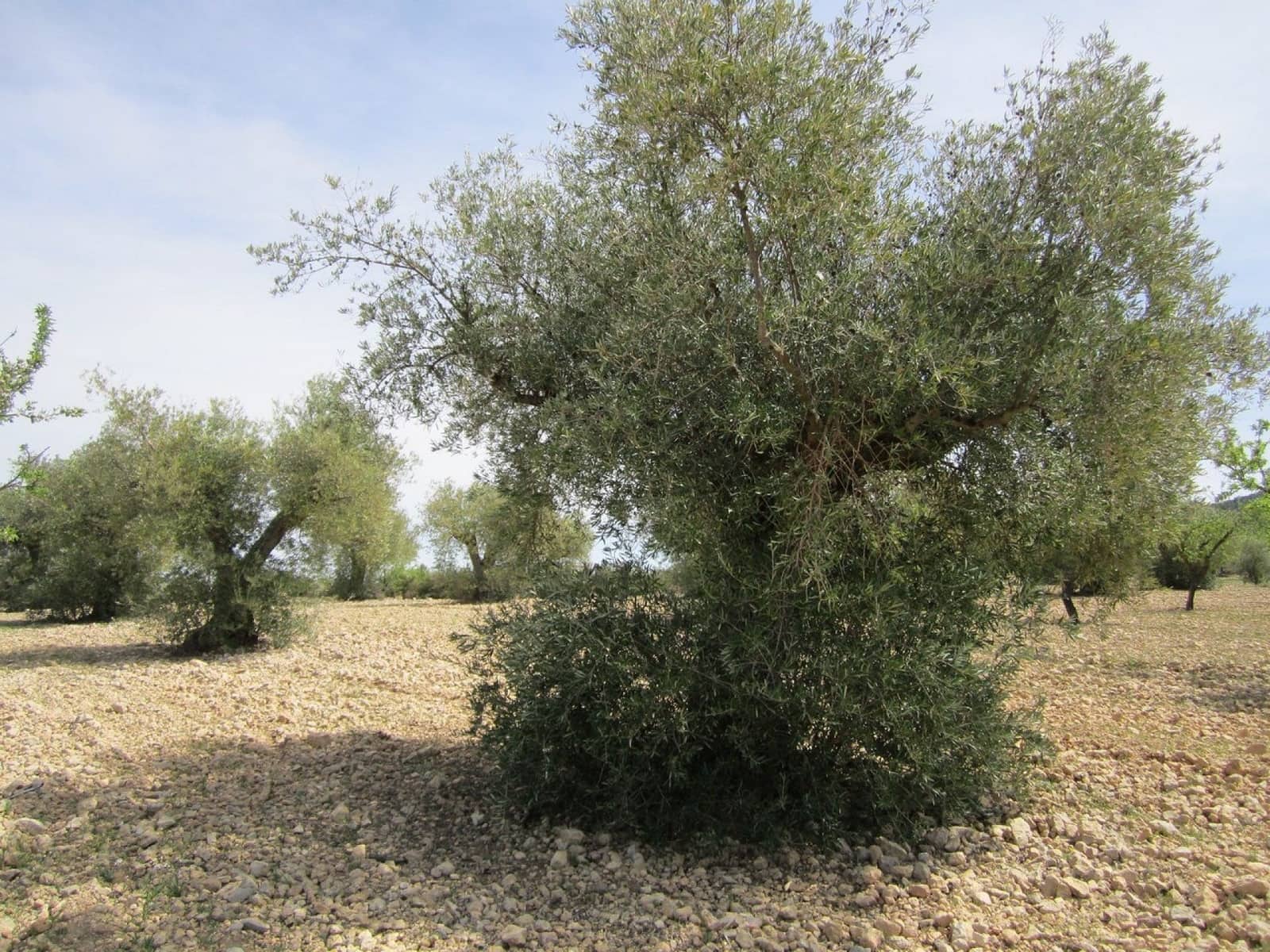 Ubebygd land til salgs i Yecla - € 15 000 (Ref: 8952514)