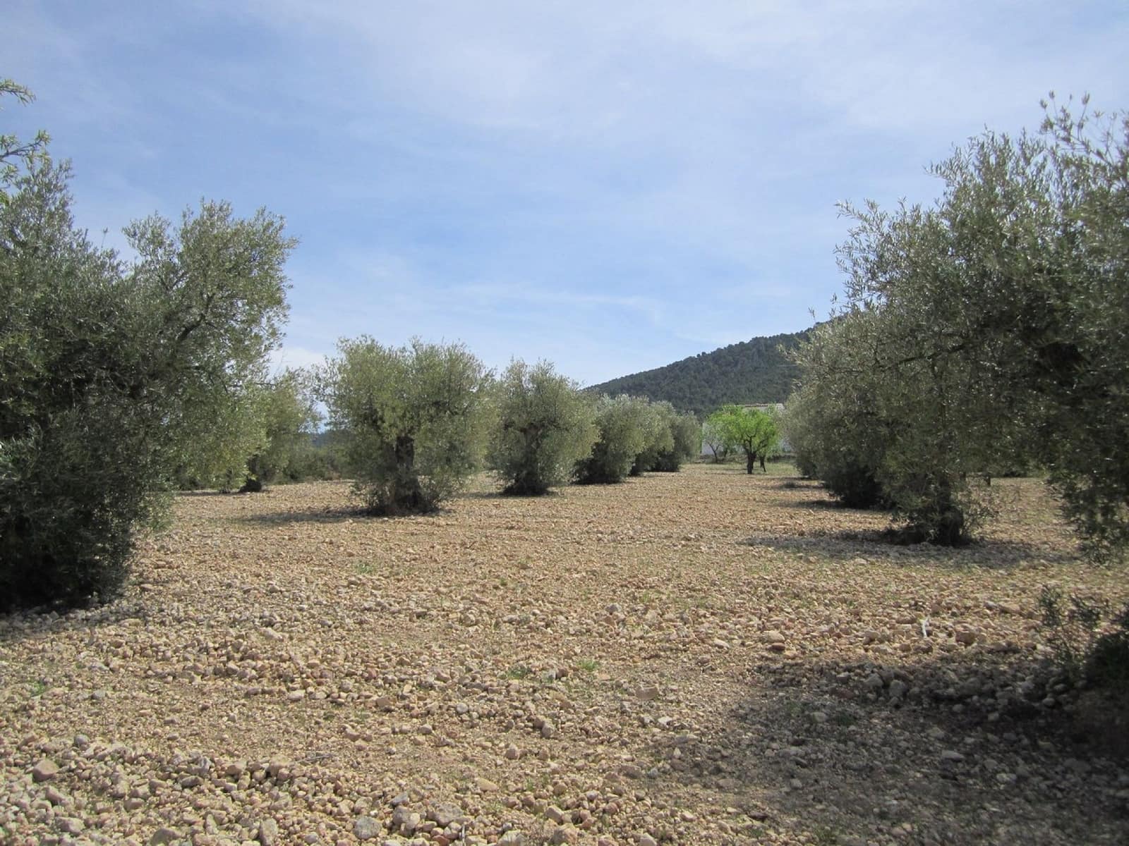 Ubebygd land til salgs i Yecla - € 15 000 (Ref: 8952514)