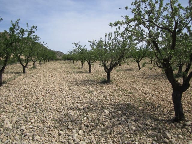 Mark till salu i Yecla - 15 000 € (Ref: 8952514)