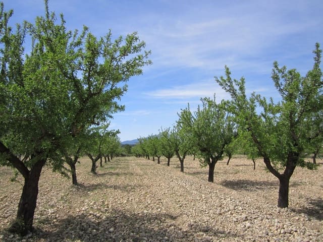 Mark till salu i Yecla - 15 000 € (Ref: 8952514)