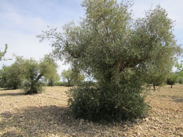 Mark till salu i Yecla - 15 000 € (Ref: 8952514)