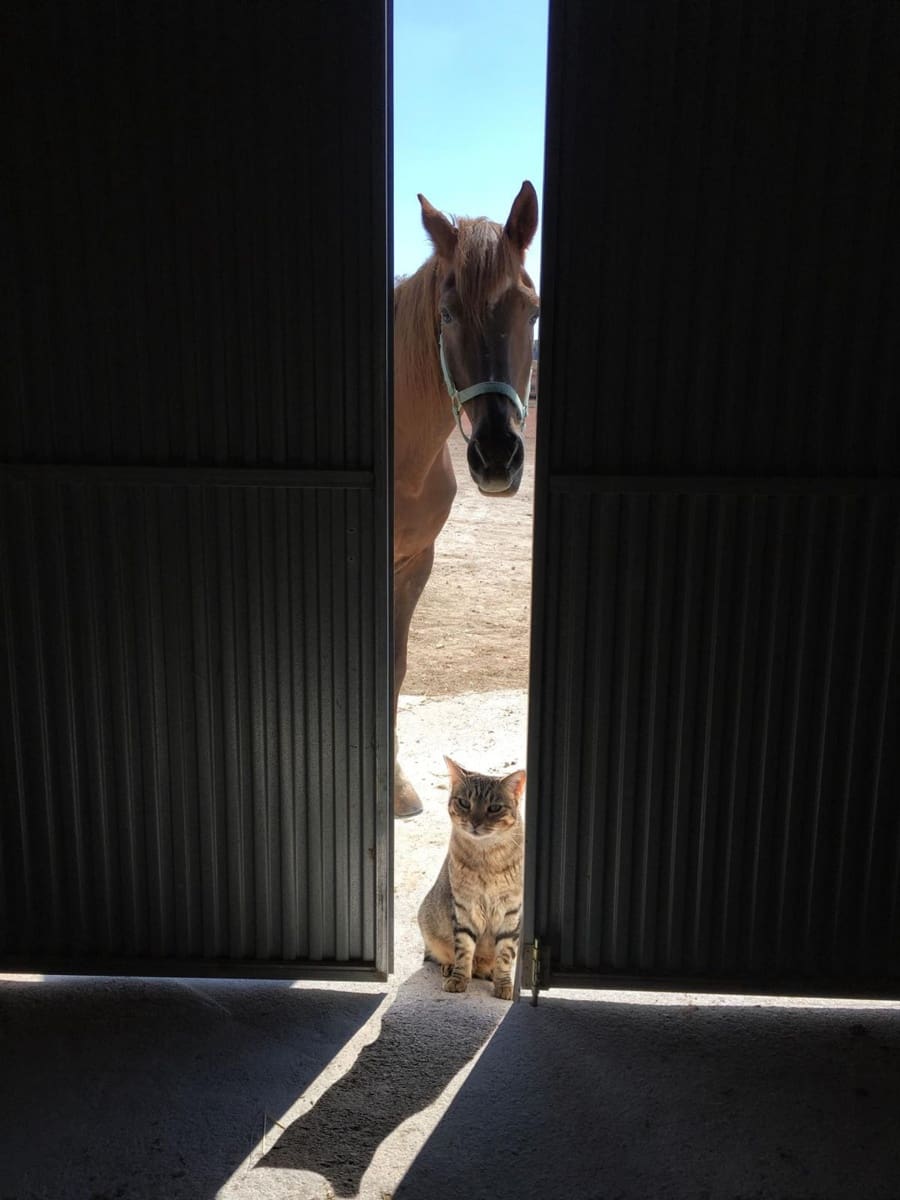 3 soveværelse Villa til salg i Torre del Rico - € 510.000 (Ref: 8956929)