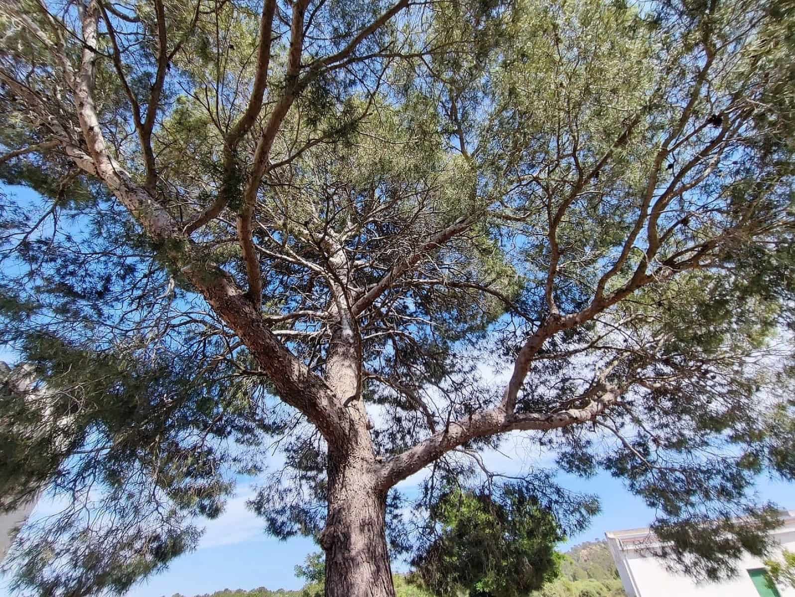 5 soverom Finca/Herregård til salgs i Yecla med garasje - € 675 000 (Ref: 9074308)