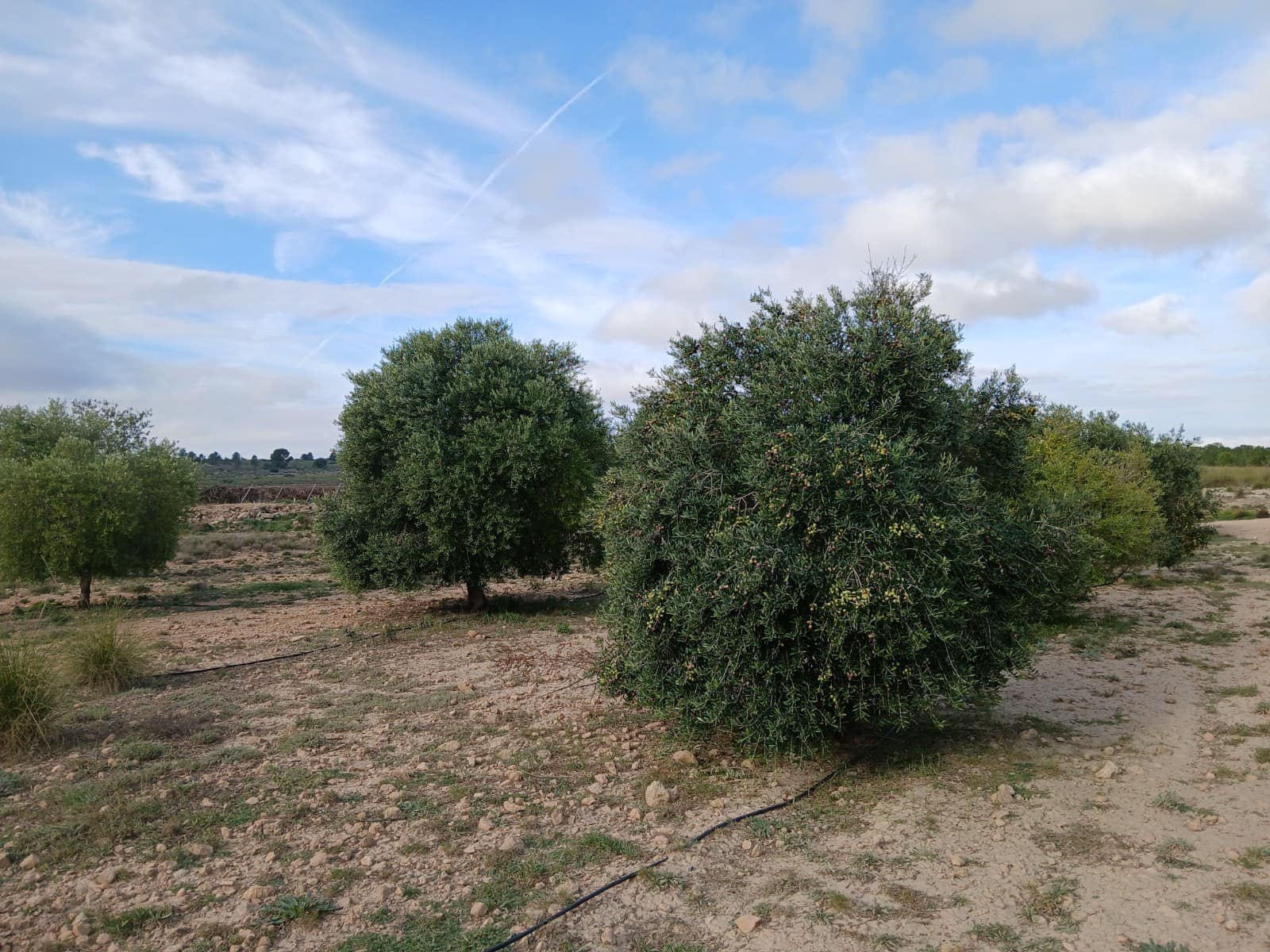 Grunde uden byggetilladelser til salg i Yecla - € 13.000 (Ref: 9165567)