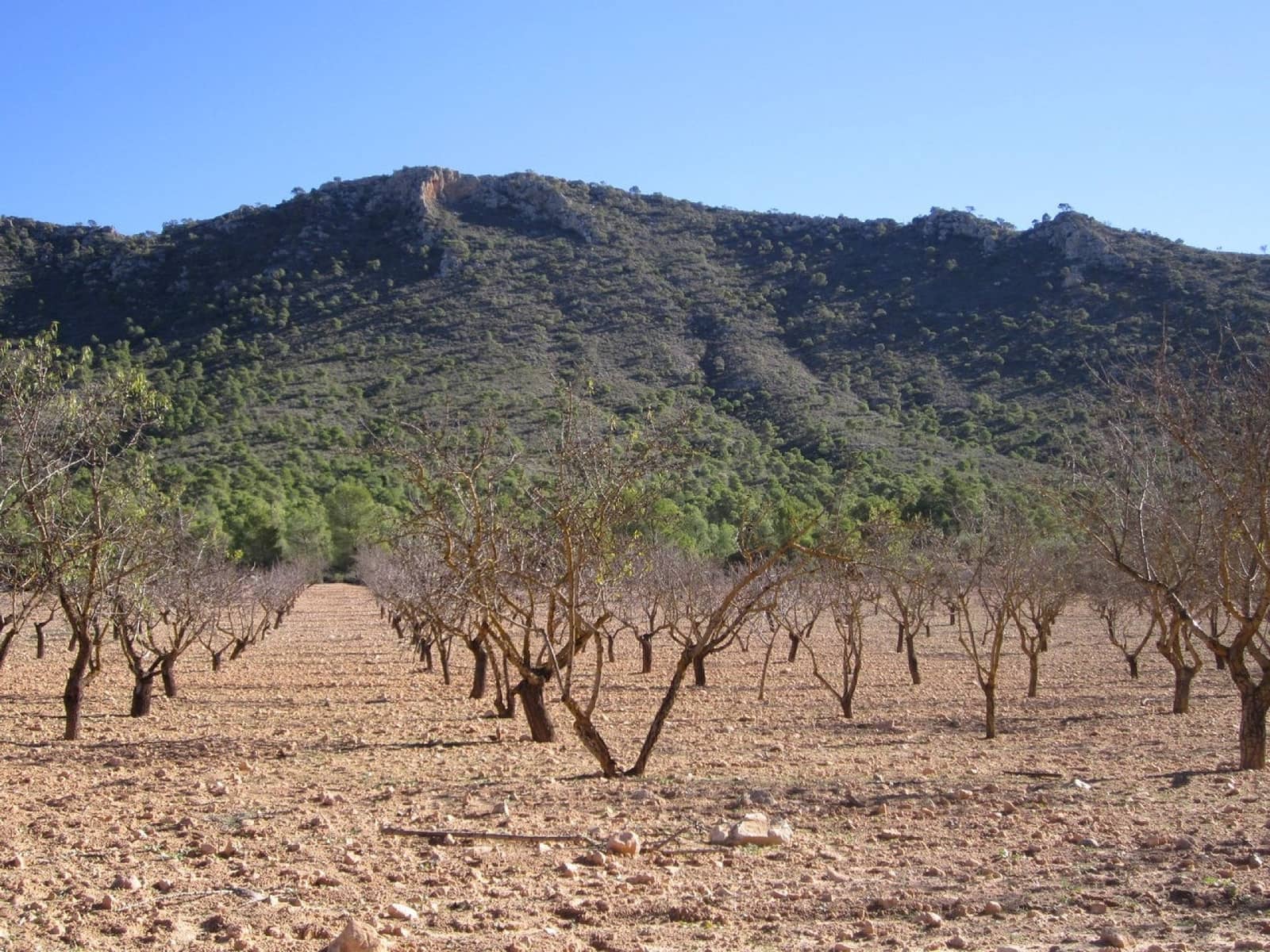 Ubebygd land til salgs i Yecla - € 12 000 (Ref: 9170486)