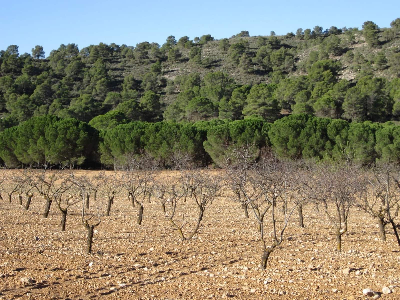 Ubebygd land til salgs i Yecla - € 12 000 (Ref: 9170486)