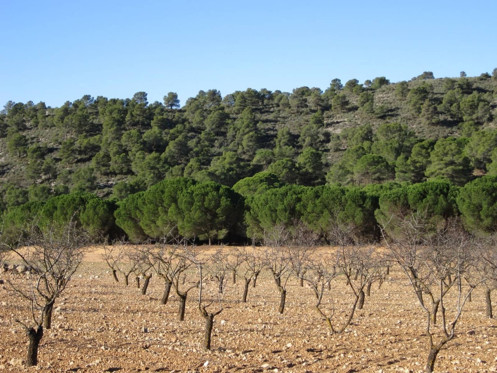 Ubebygd land til salgs i Yecla - € 12 000 (Ref: 9170486)