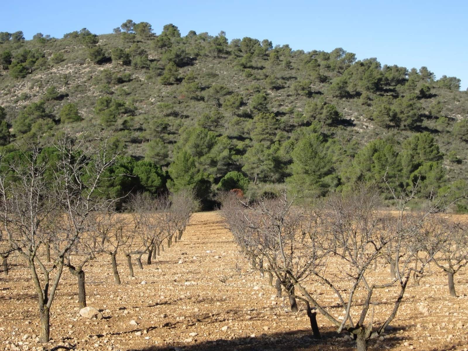 Ubebygd land til salgs i Yecla - € 12 000 (Ref: 9170486)