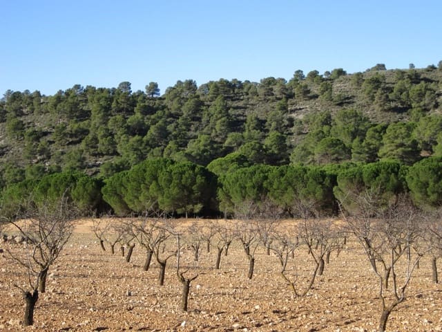 Mark till salu i Yecla - 12 000 € (Ref: 9170486)