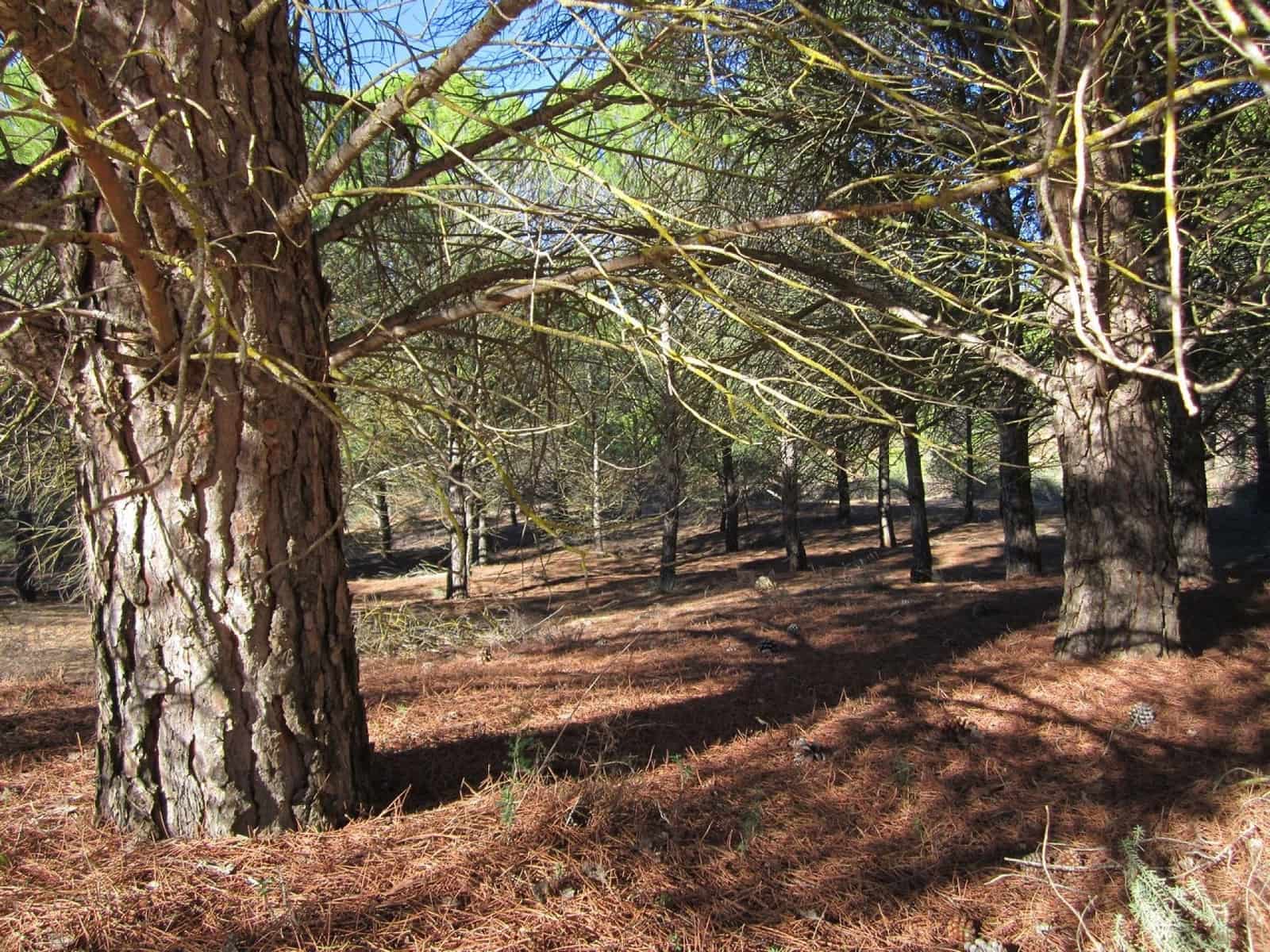 Ubebygd land til salgs i Yecla - € 12 000 (Ref: 9170486)