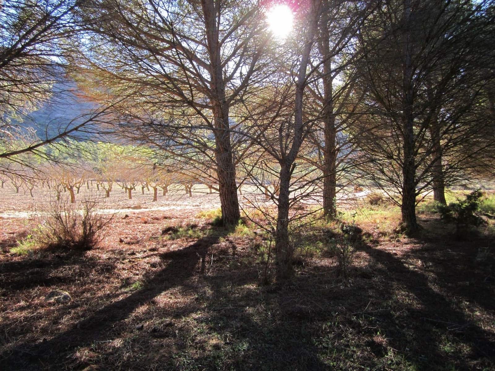 Ubebygd land til salgs i Yecla - € 12 000 (Ref: 9170486)