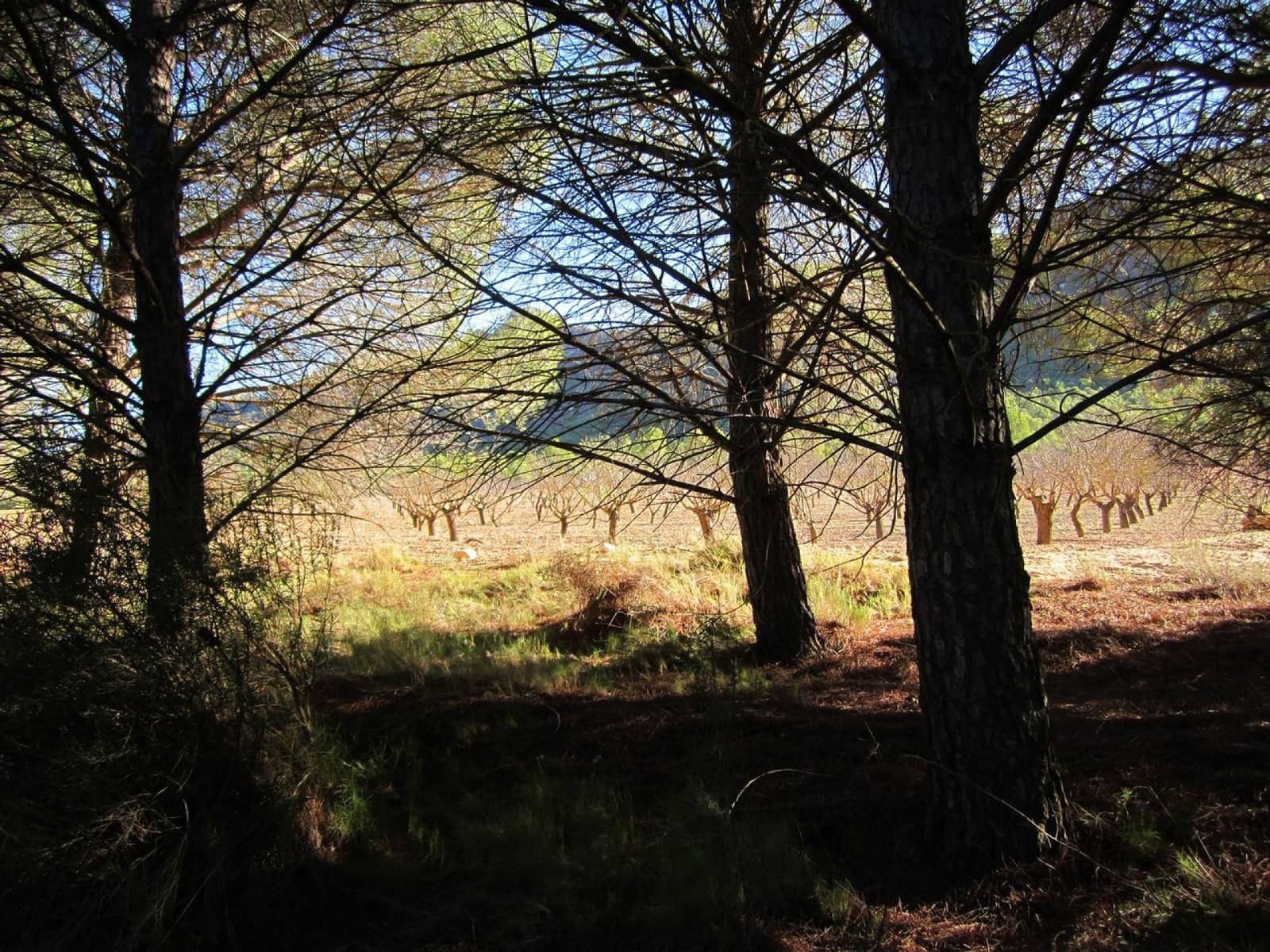 Ubebygd land til salgs i Yecla - € 12 000 (Ref: 9170486)