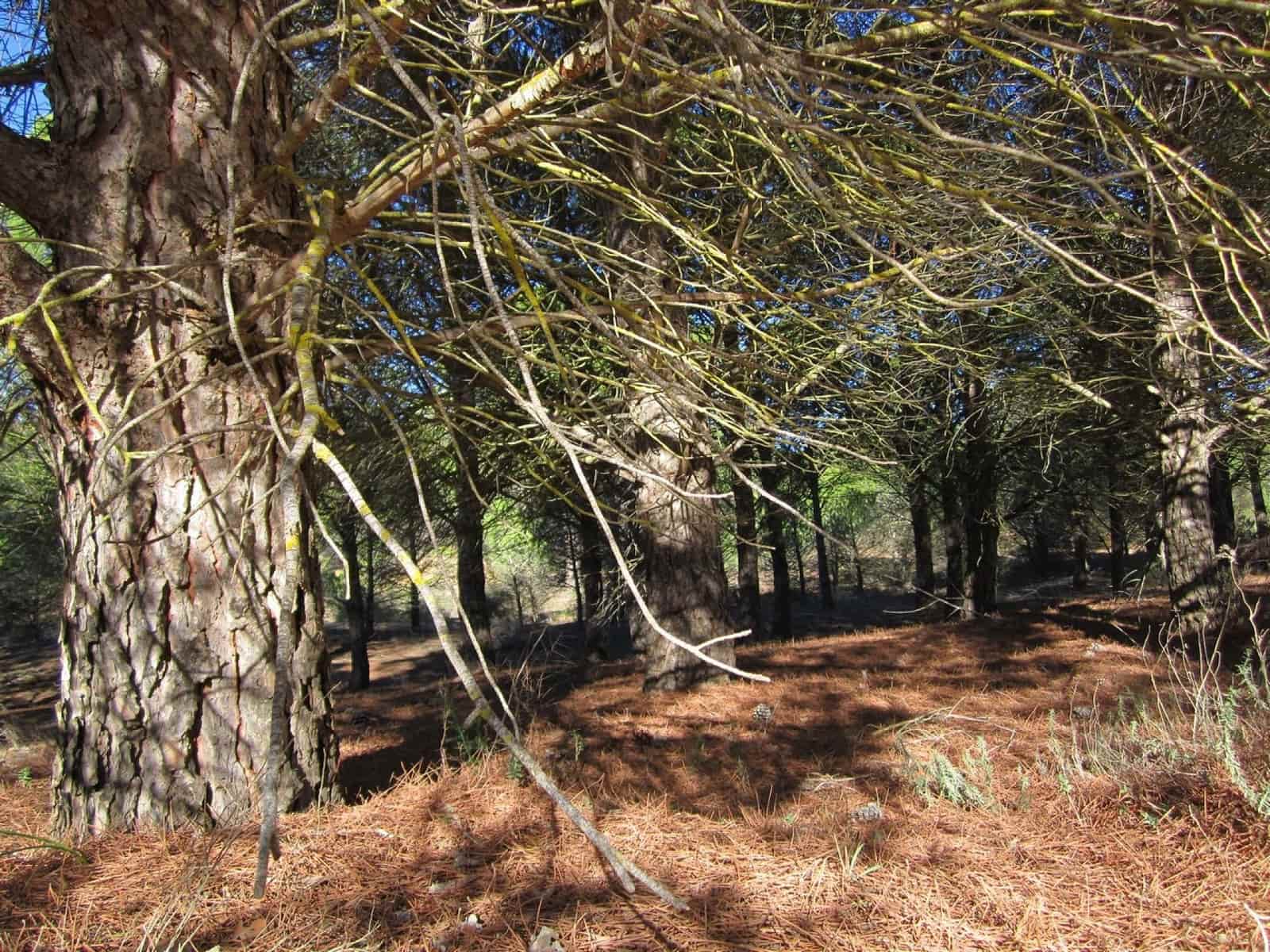 Ubebygd land til salgs i Yecla - € 12 000 (Ref: 9170486)