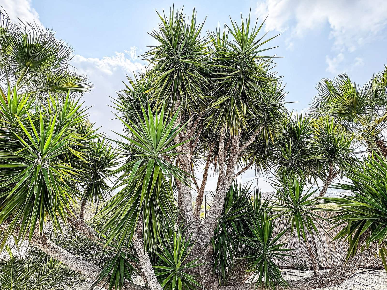 5 soverom Villa til salgs i Pinoso med svømmebasseng - € 425 000 (Ref: 9191742)