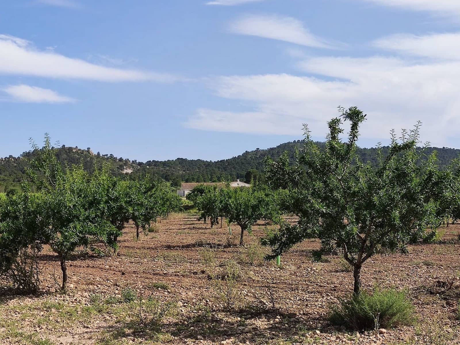 6 soverom Finca/Herregård til salgs i Yecla - € 675 000 (Ref: 9208865)