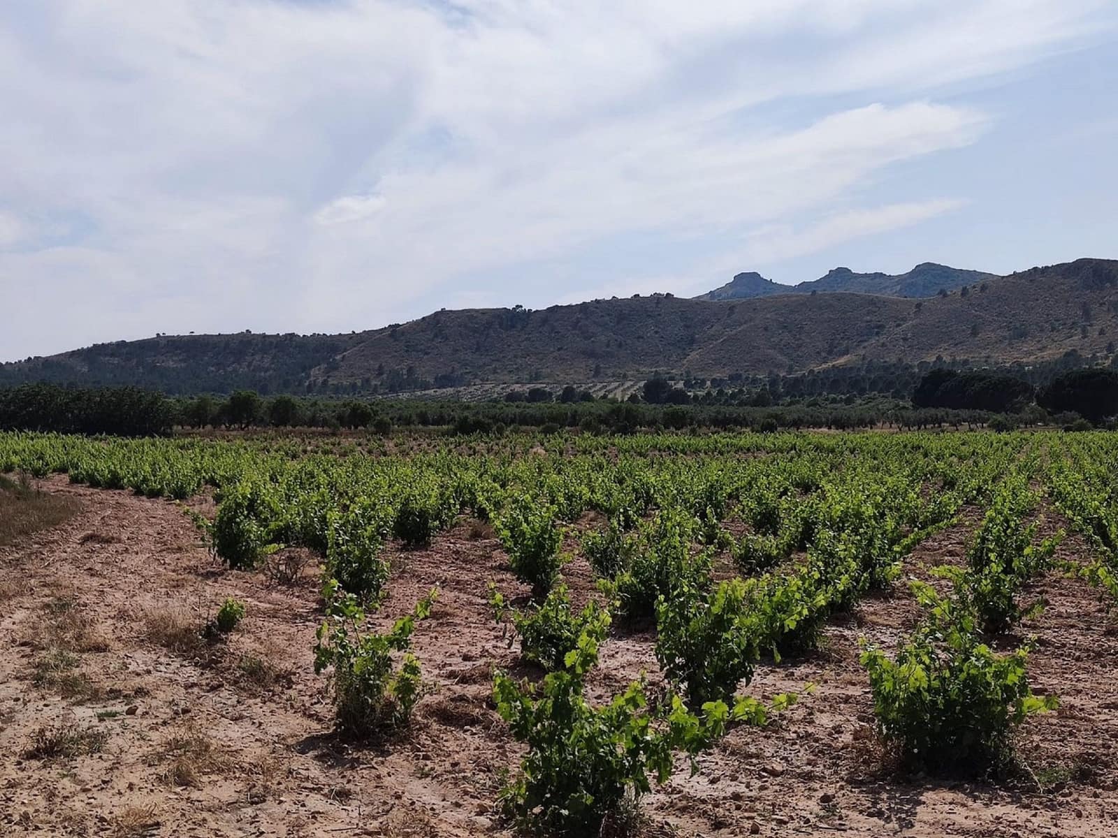 6 soverom Finca/Herregård til salgs i Yecla - € 675 000 (Ref: 9208865)