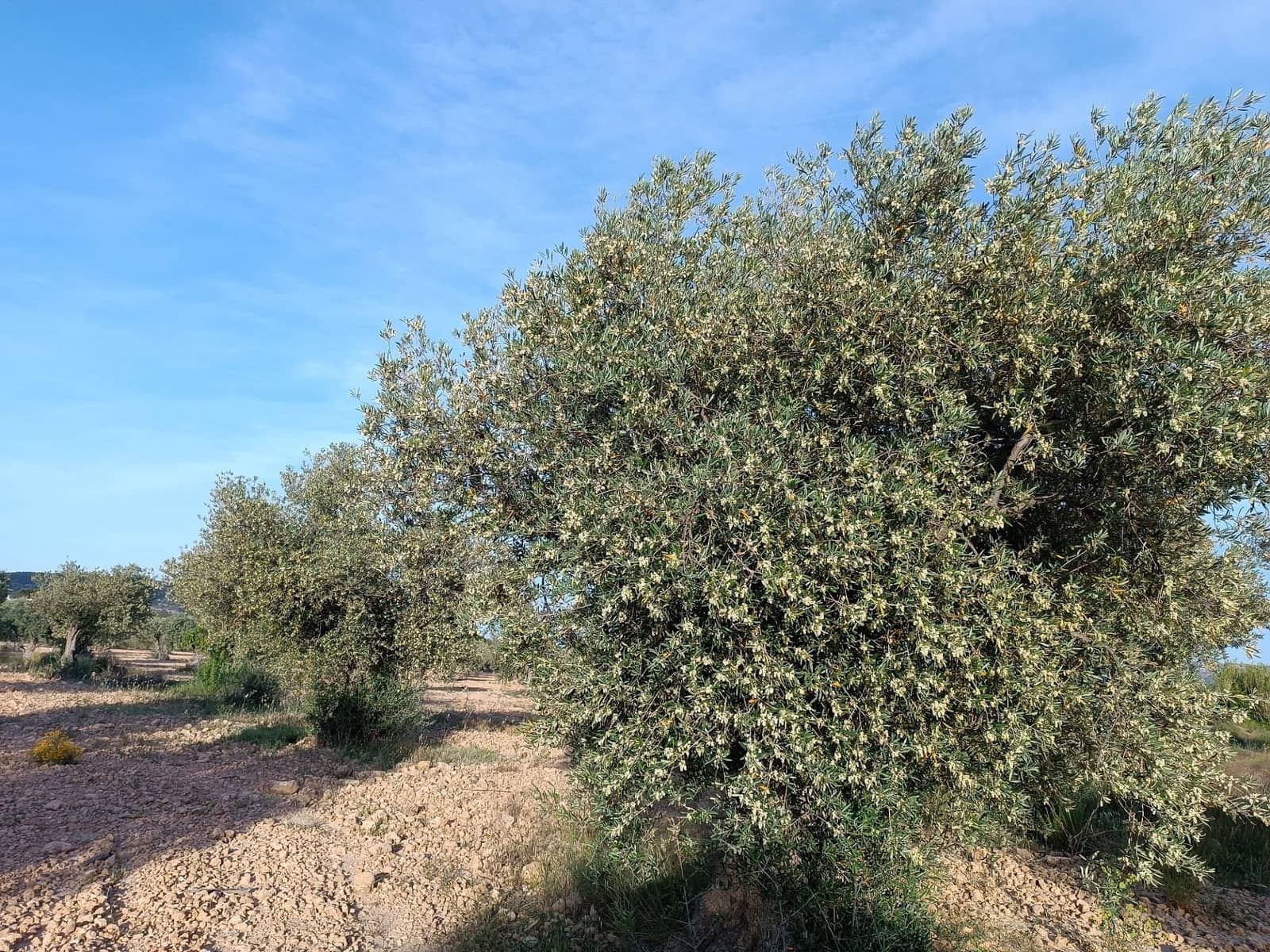 Finca/Herregård til salgs i Yecla - € 98 000 (Ref: 9208866)