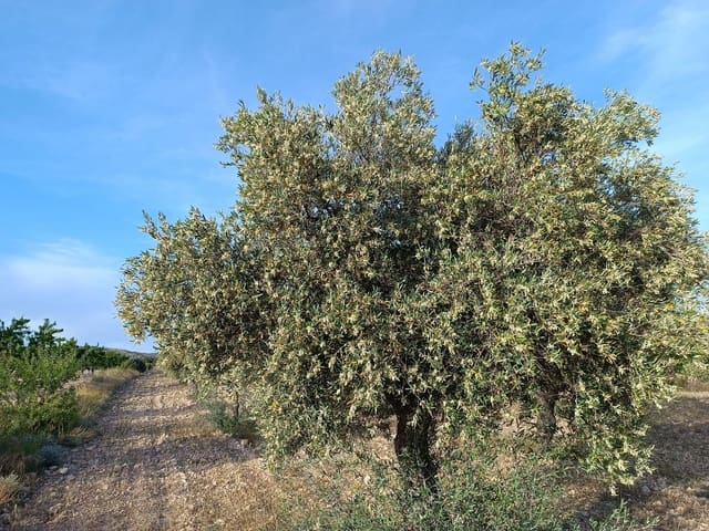 Finca/Herregård til salgs i Yecla - € 98 000 (Ref: 9208866)