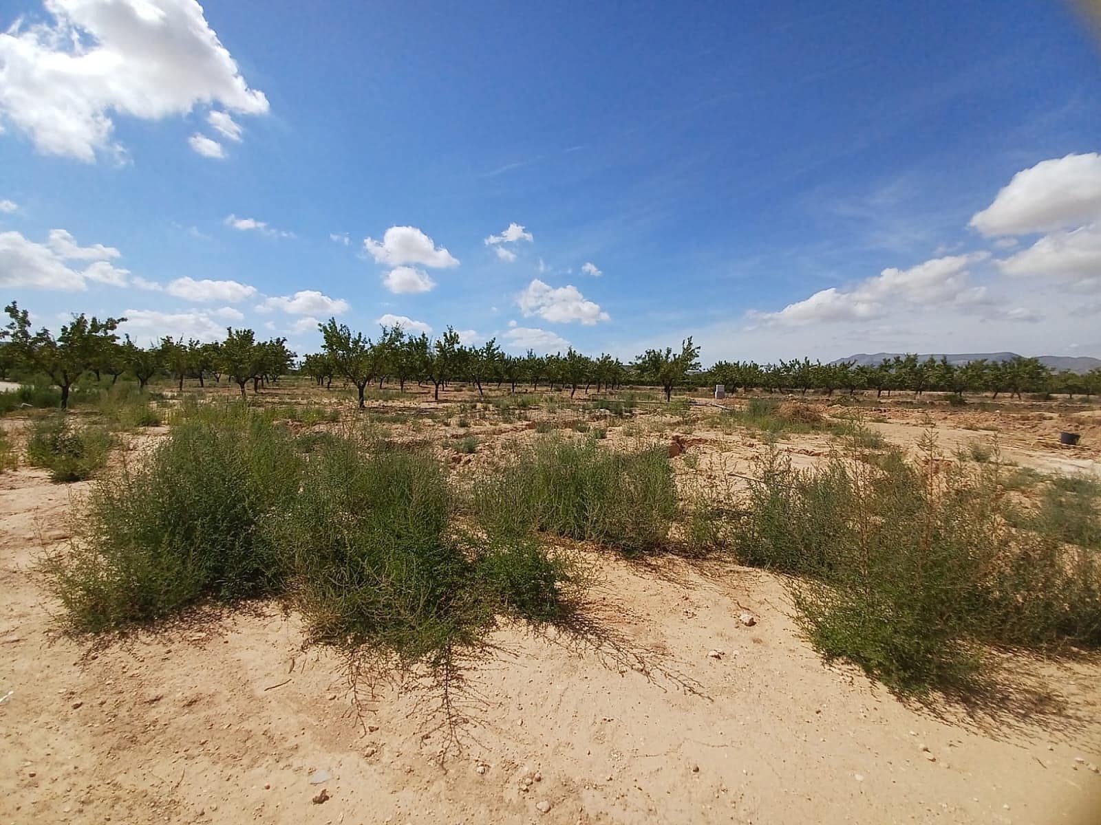 1 soveværelse Villa til salg i Pinoso med swimmingpool - € 239.995 (Ref: 9253913)