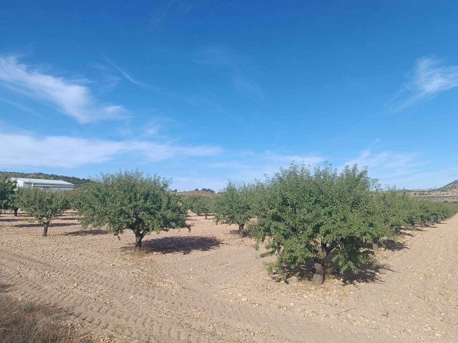 Mark till salu i Yecla - 360 000 € (Ref: 9301340)