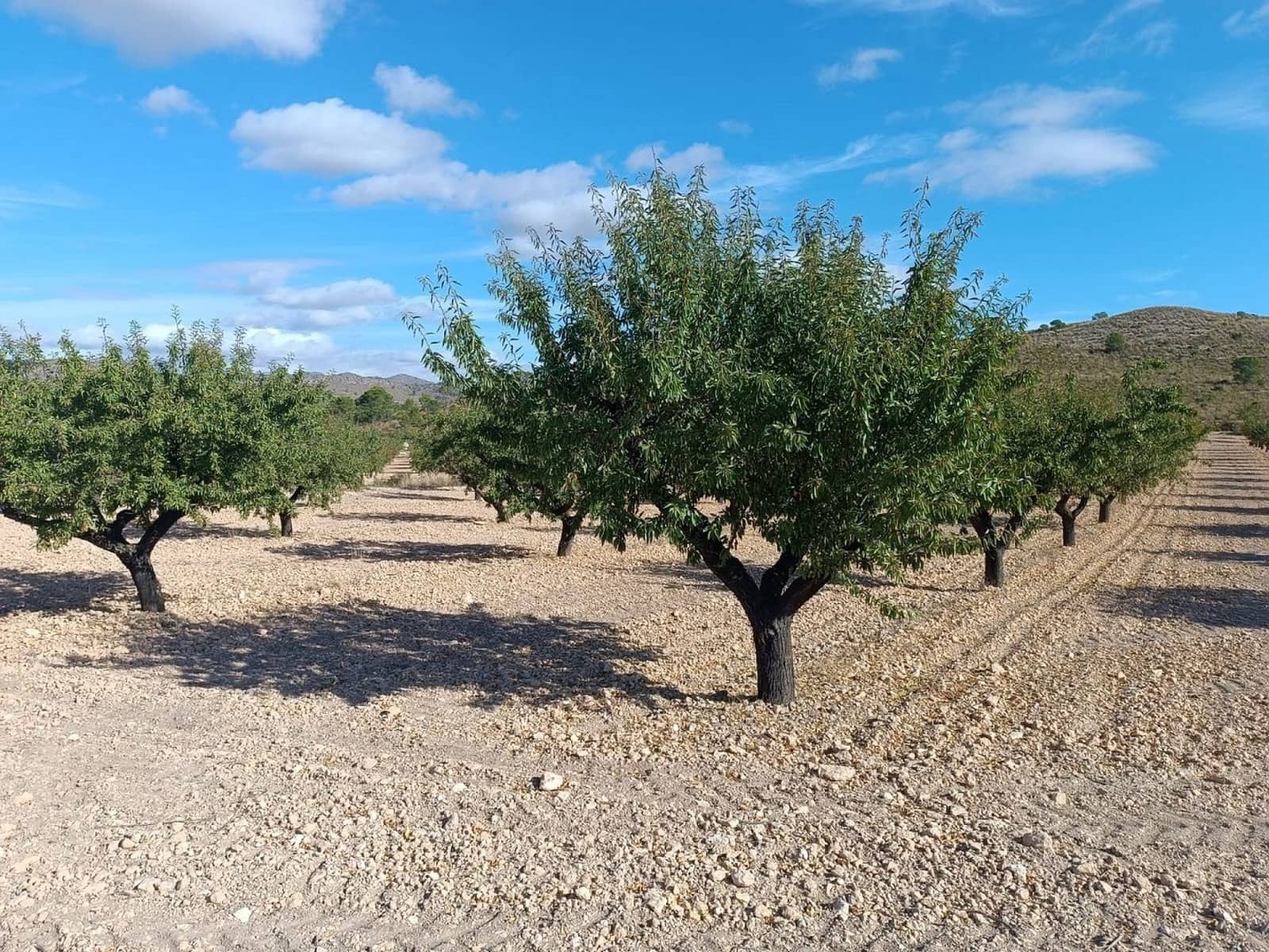 Mark till salu i Yecla - 360 000 € (Ref: 9301340)