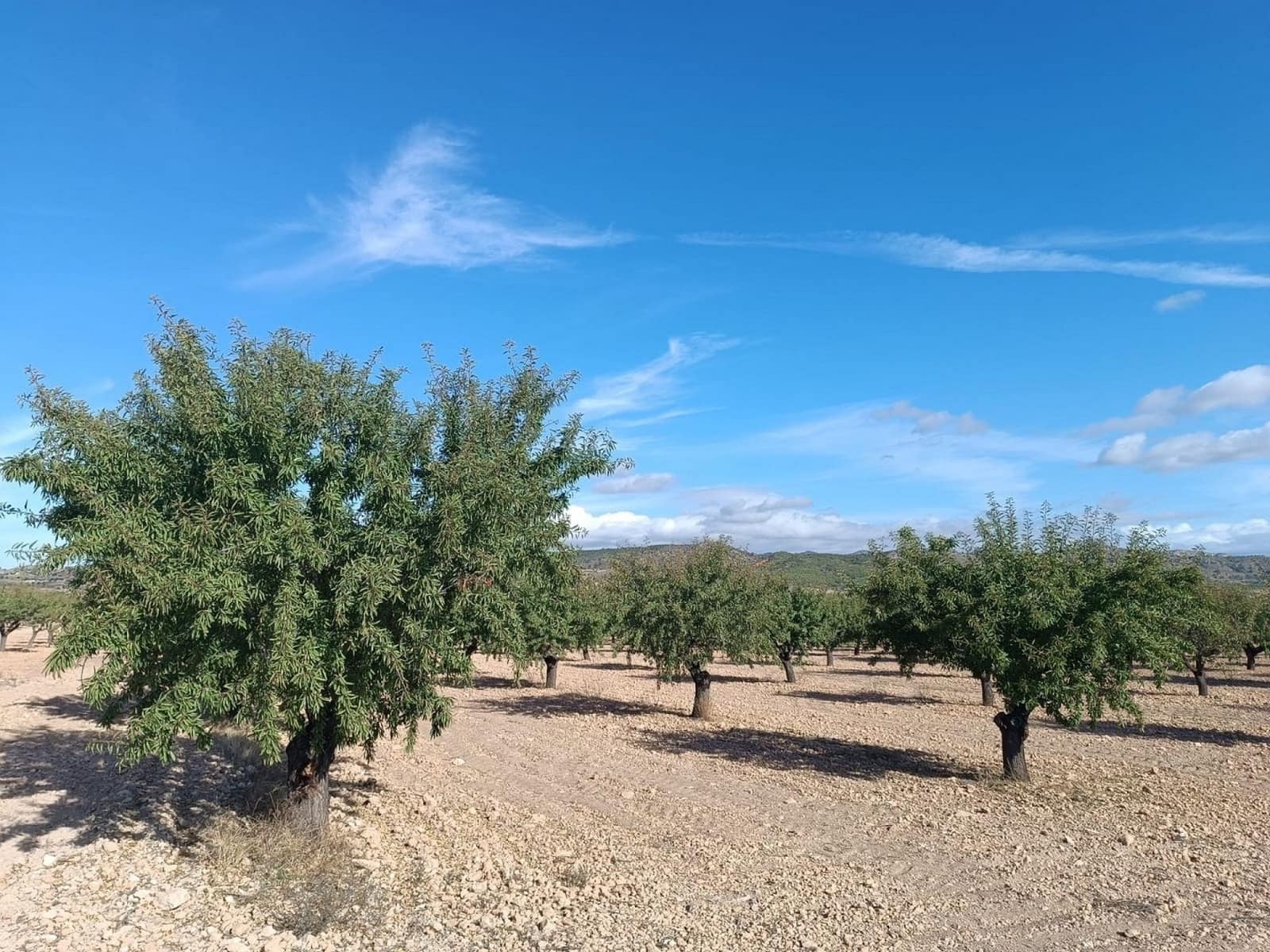 Mark till salu i Yecla - 360 000 € (Ref: 9301340)