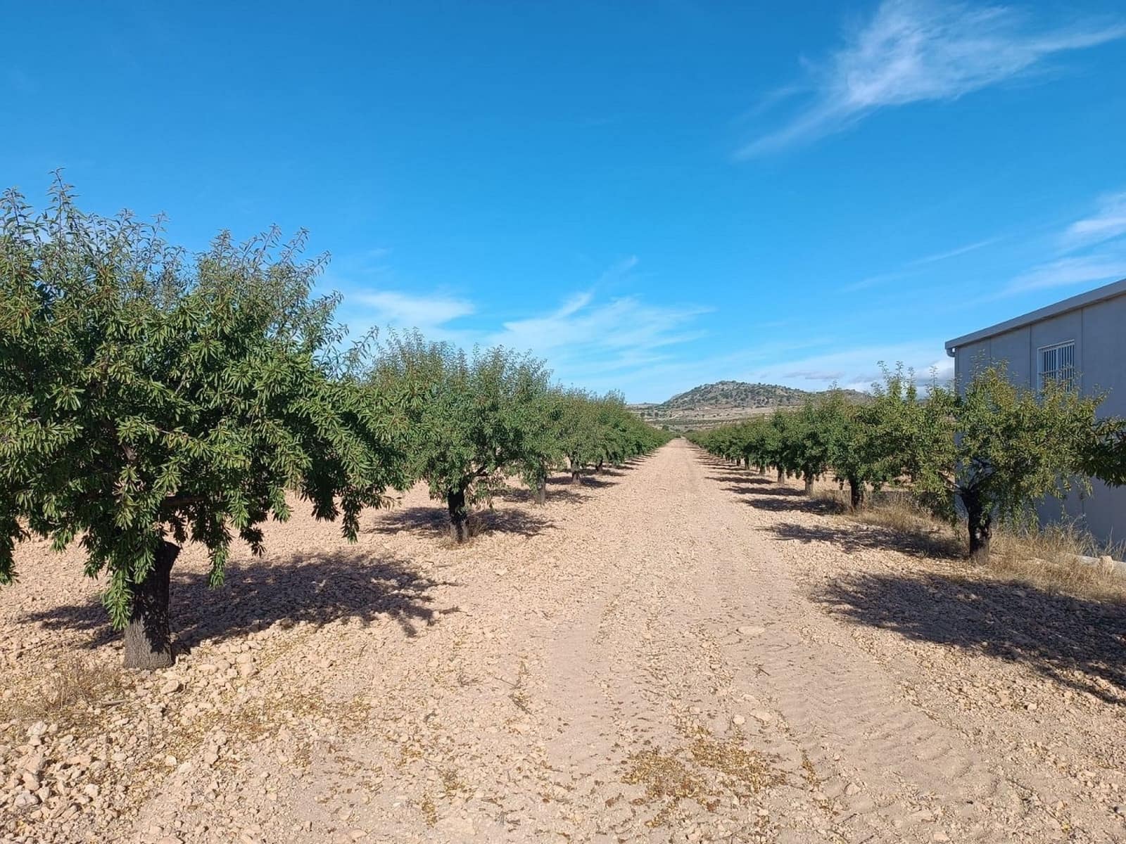 Mark till salu i Yecla - 360 000 € (Ref: 9301340)