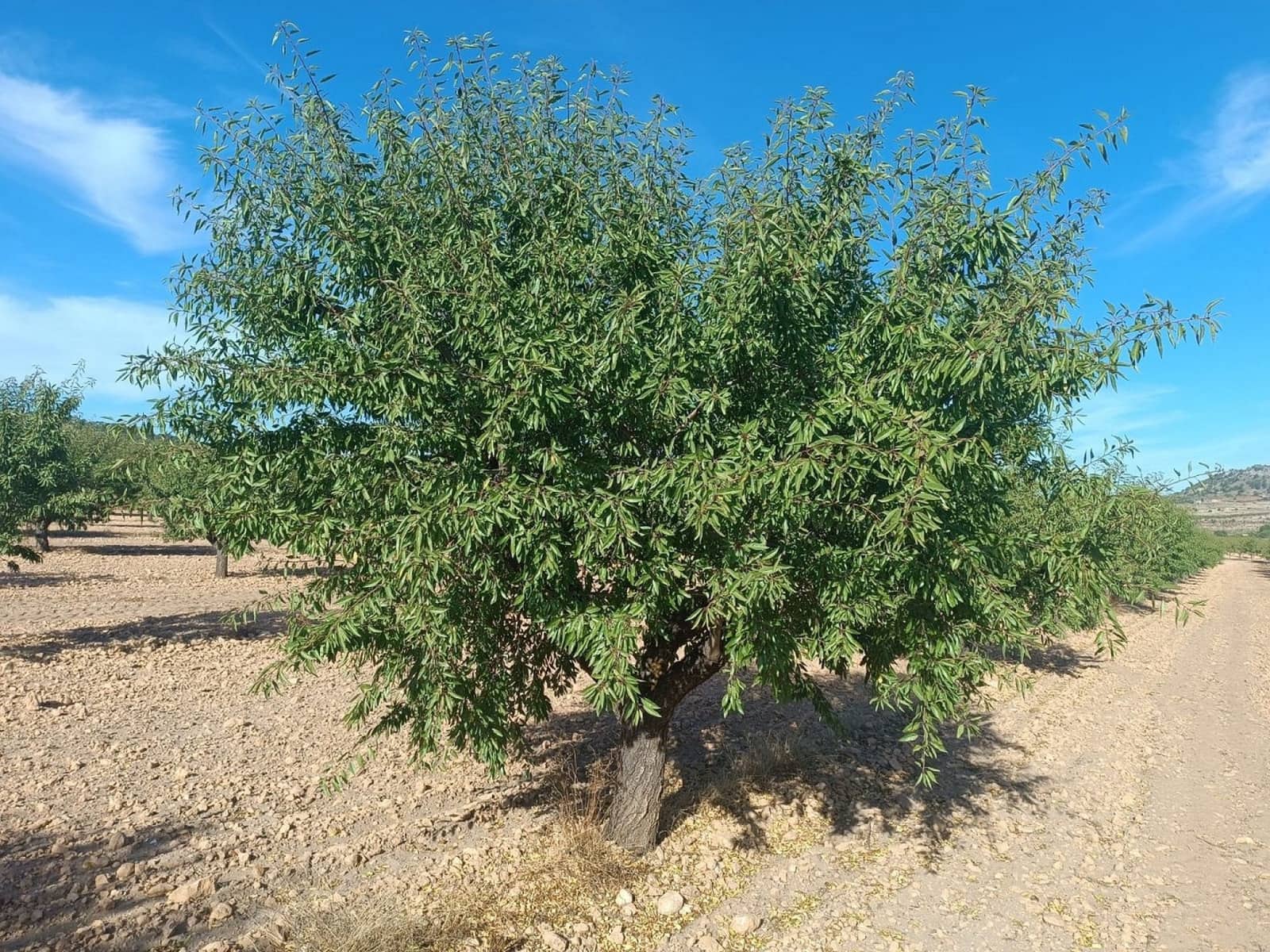 Mark till salu i Yecla - 360 000 € (Ref: 9301340)