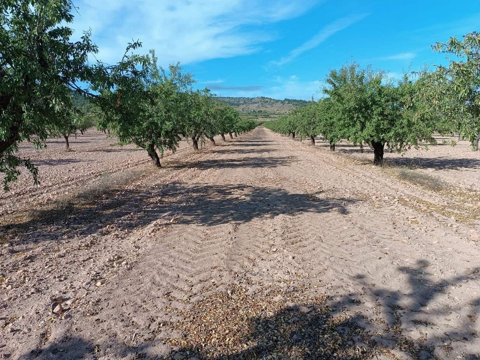 Mark till salu i Yecla - 360 000 € (Ref: 9301340)