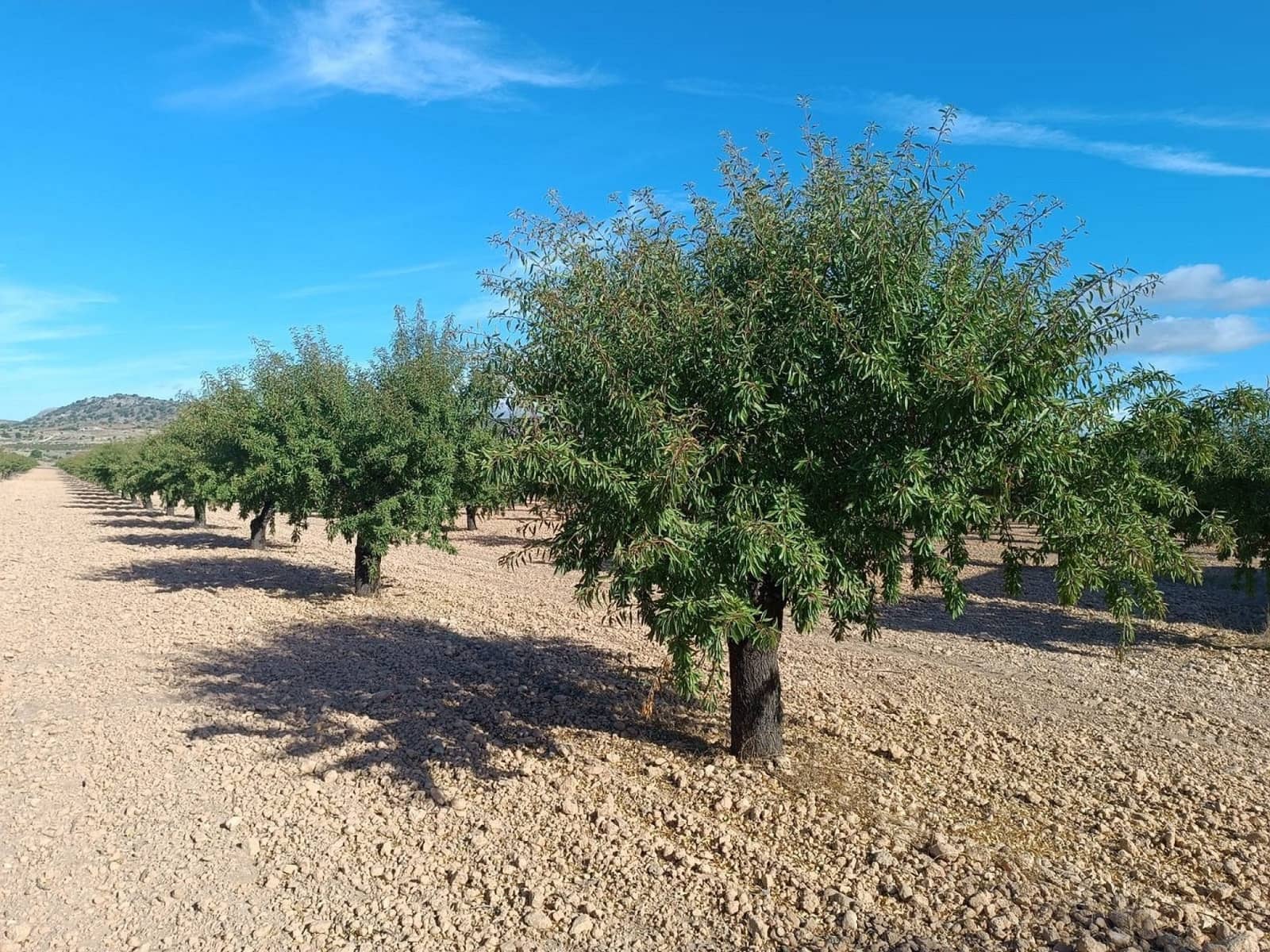 Mark till salu i Yecla - 360 000 € (Ref: 9301340)