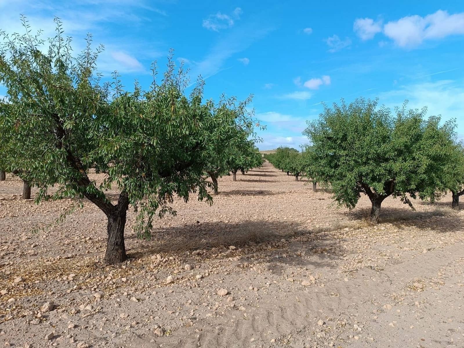 Mark till salu i Yecla - 360 000 € (Ref: 9301340)