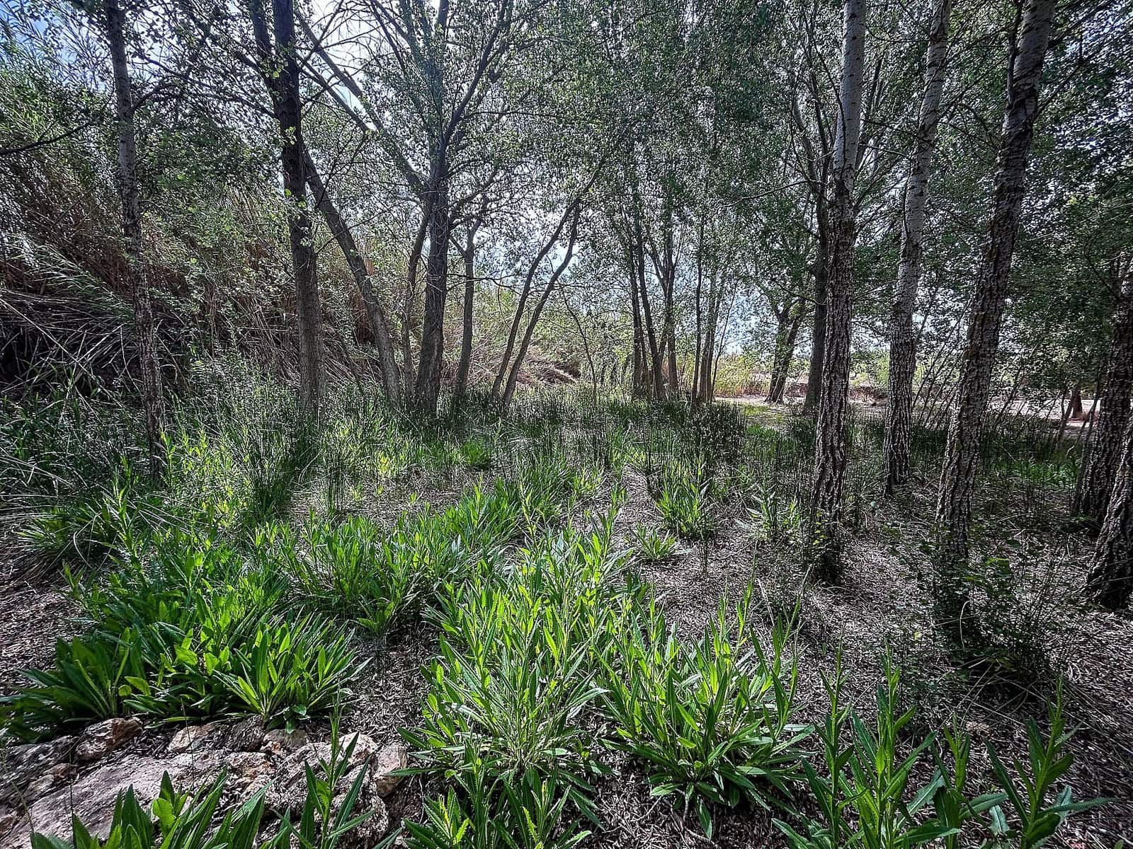 Finca/Maison de Campagne à vendre à Almansa avec garage - 140 000 € (Ref: 9334350)