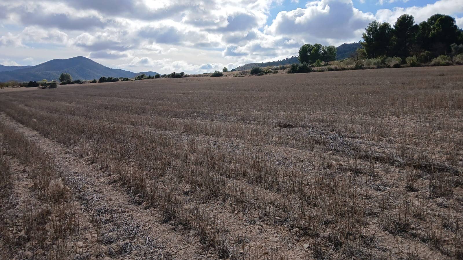 Ubebygd land til salgs i Yecla - € 216 460 (Ref: 9448553)