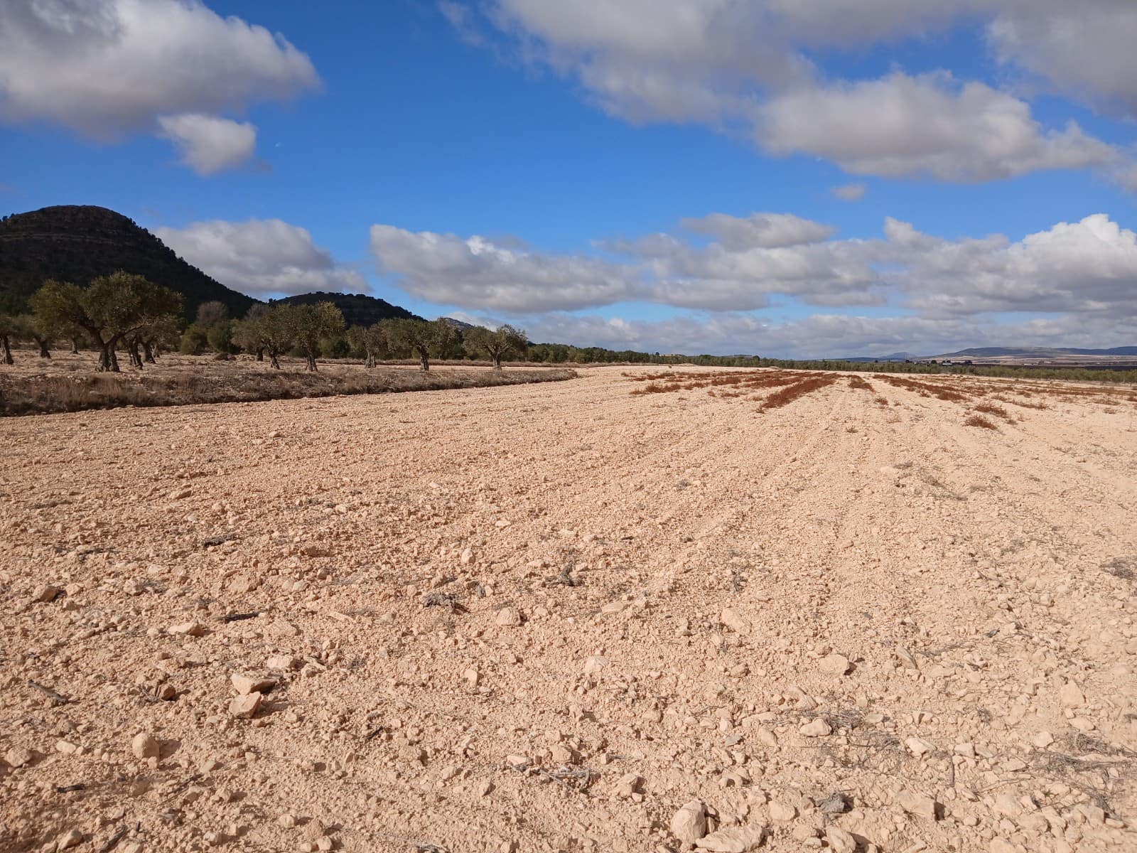 Ubebygd land til salgs i Yecla - € 216 460 (Ref: 9448553)