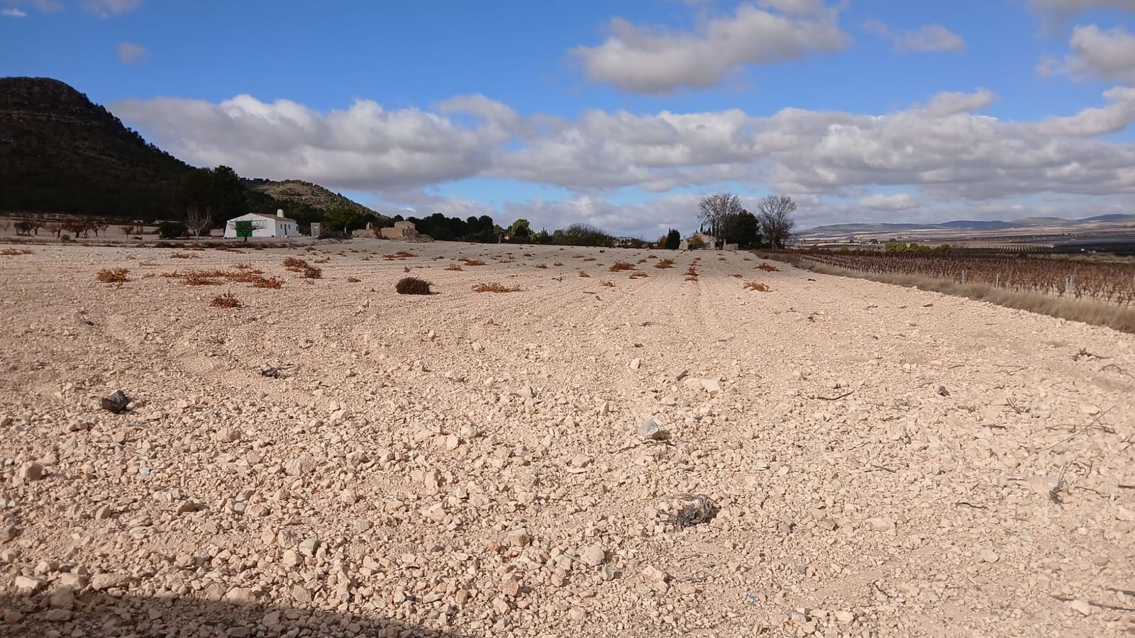 Ubebygd land til salgs i Yecla - € 216 460 (Ref: 9448553)