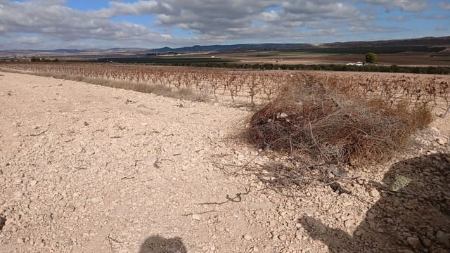 Undeveloped Land for sale in Yecla - € 216,460 (Ref: 9448553)