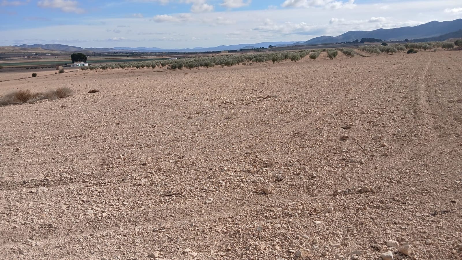 Ubebygd land til salgs i Yecla - € 216 460 (Ref: 9448553)