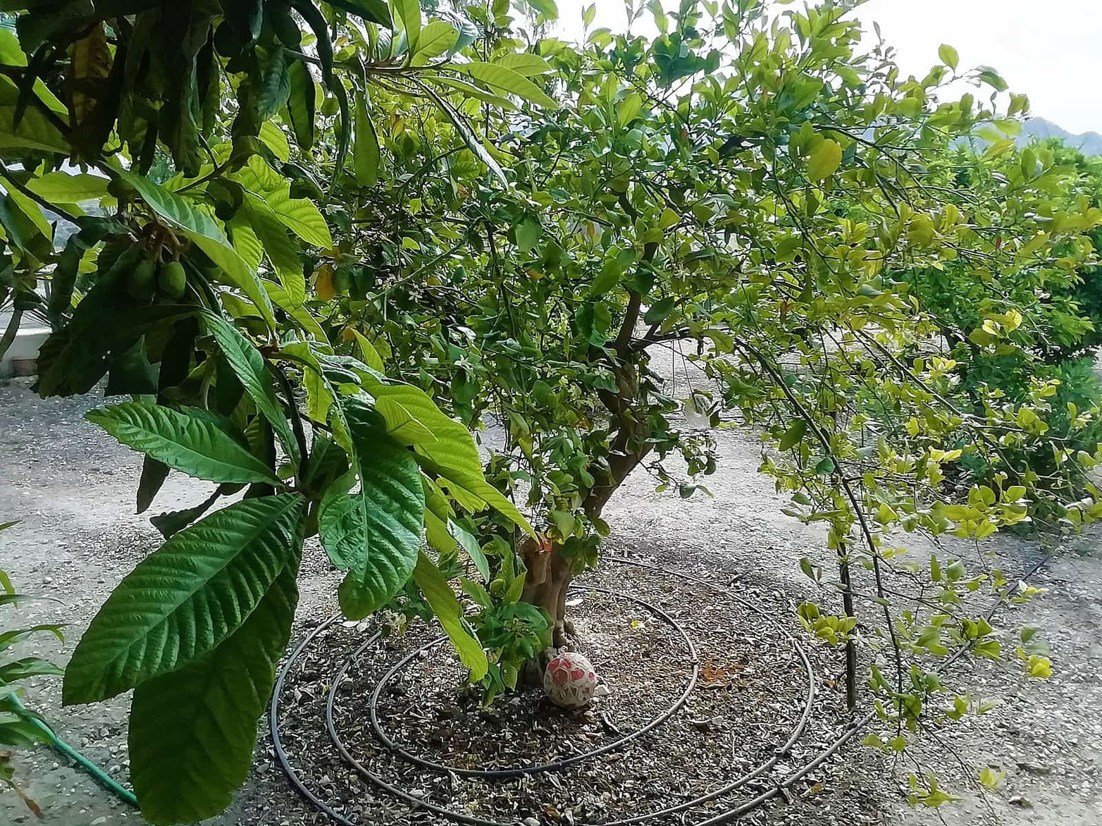 4 bedroom Villa for sale in Abanilla - € 219,995 (Ref: 9475123)