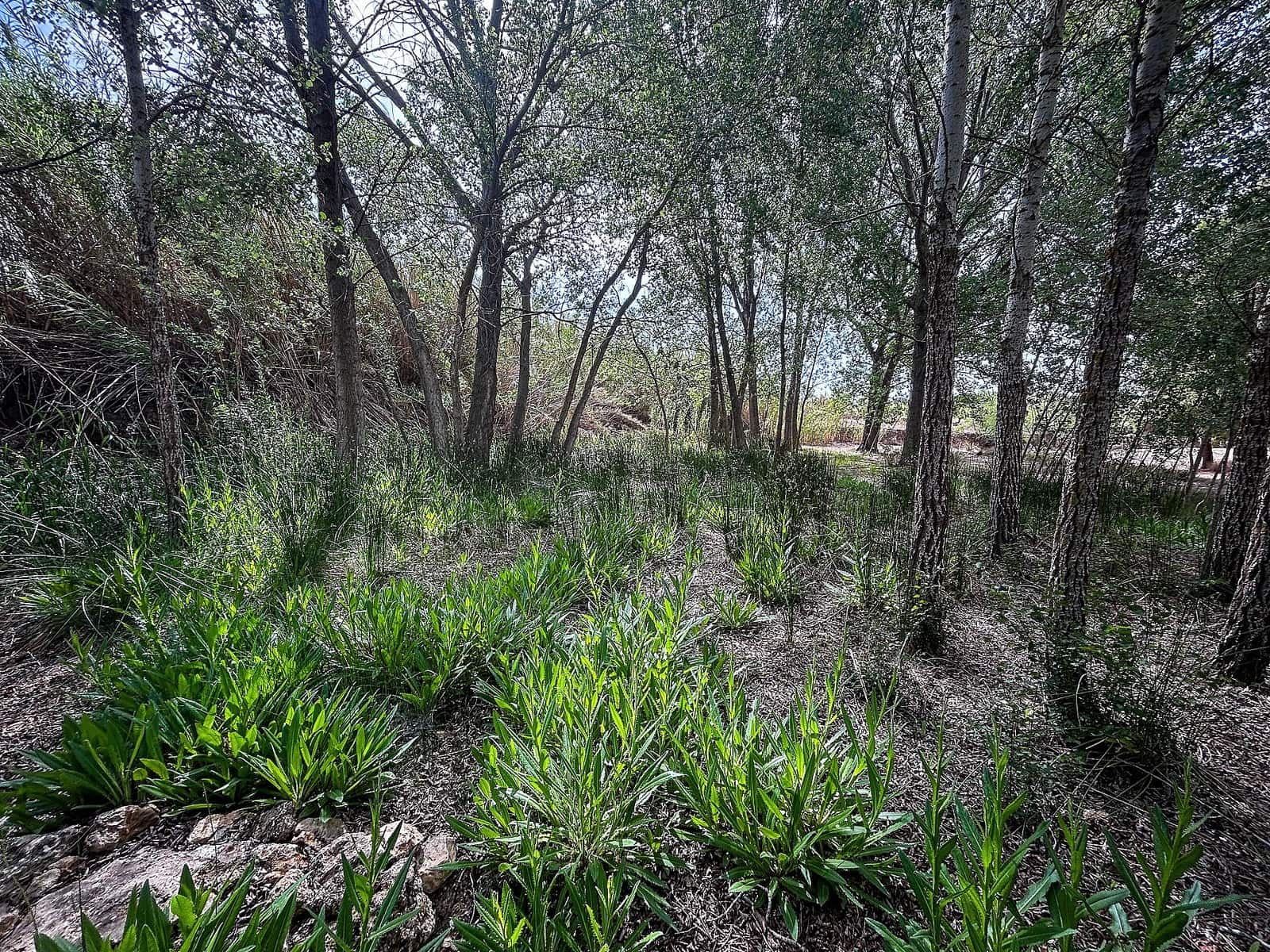 Finca/Country House for sale in Almansa - € 140,000 (Ref: 9475161)